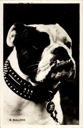 Ak Bulldogge, Hund, Tierporträt