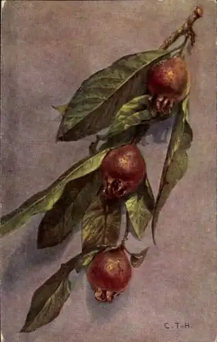 Künstler Ak Granatapfel, Zweig