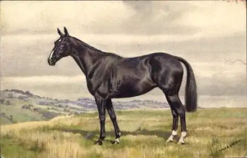 Künstler Ak Pferd, Thoroughbred
