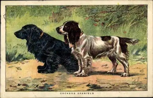 Künstler Ak Hunde, Cockers Spaniels