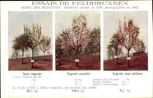 CPA Essais de Feldbrunnen, Reine des Reinettes