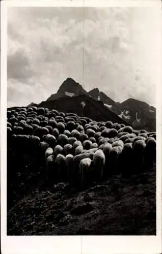 Foto Ak Schafherde, Schafe, Gebirge, Bergspitze