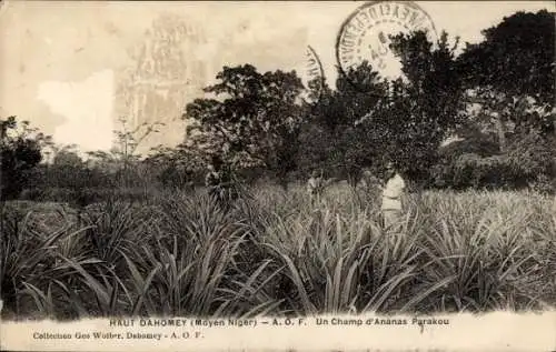 Ak Dahomey Benin, Ananasfeld, Menschen zwischen Ananas Pflanzen, Landschaft