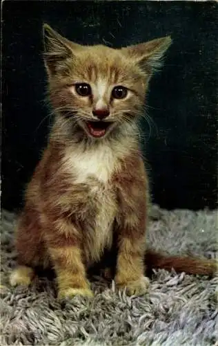 Ak Junge rote Katze, Kätzchen, Tierporträt