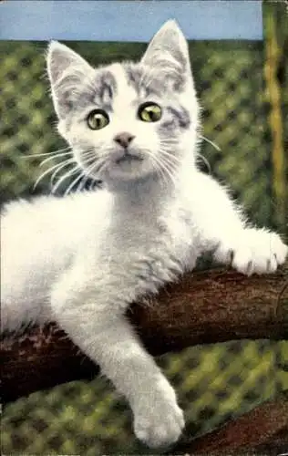 Ak Weiß-grau getigerte Katze auf einem Ast