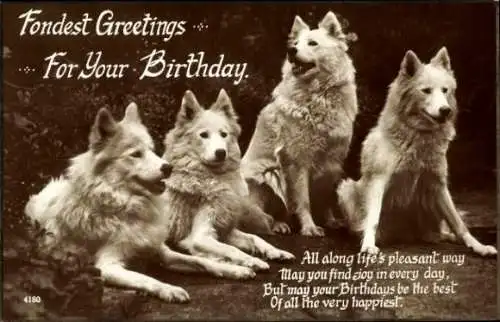 Ak Glückwunsch Geburtstag, Vier weiße Hunde