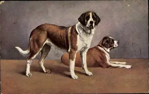 Ak Zwei braun-weiße Hunde