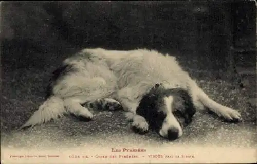 CPA Chien des Pyrenees, Viscos pait la Sieste