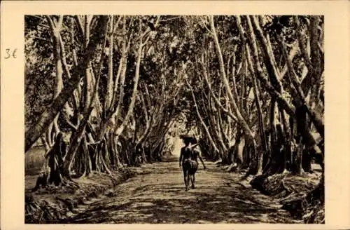 Ak Französisch-Kongo, Allee de Ficus
