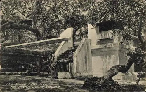 Ak Ceylon Sri Lanka, Heiliges Bo-Baum, Tempelanlage, natürliche Umgebung, historische Stätte
