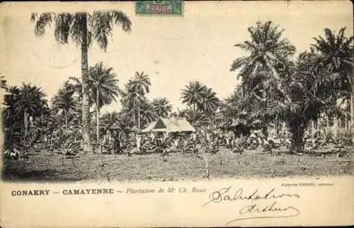 Ak Conakry Guinea, Plantation, Palmen, französischer Text, Postkarte