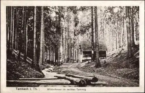 Ak Tambach Thüringer Wald, Waldlandschaft, Hütte, Holzstämme, ruhige Szene