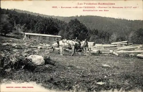 Ak Ax les Thermes Ariege, Plateau de Bonascre, Exploration des Bois