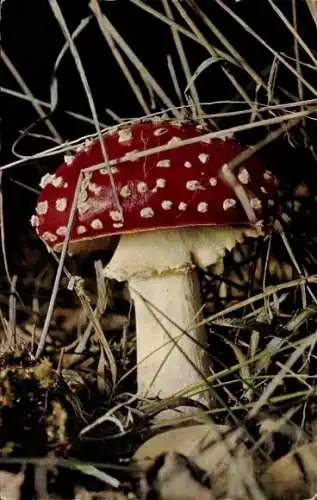 Ak Fliegenpilz, Gras