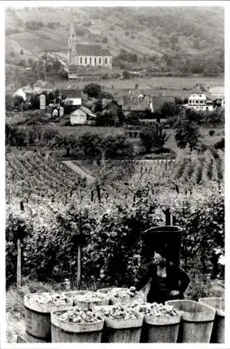 Foto Weinlese, Fotograf Europ Flash, Andlau, Straßburg