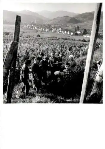 Foto Weinlese im Elsass, Fotograf Europ Flash, Andlau, Straßburg