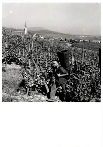 Foto Weinlese im Elsass, Europ Flash, Andlau, Straßburg