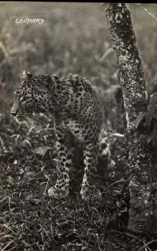 Ak Mühlacker im Enzkreis Württemberg, Ein Leopard steht im Gras neben einem Baumstamm.