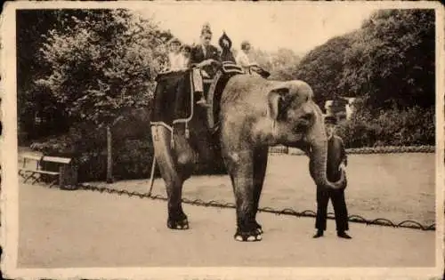 Ak Anvers Antwerpen Flandern, Zoologische Garten, Elefant