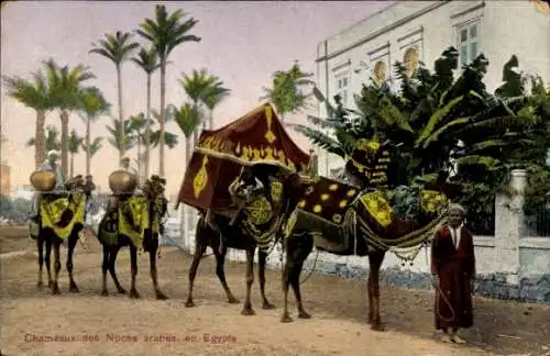 Ak Ägypten, Kamele, arabische Hochzeit