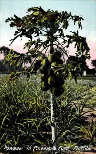 PC Florida USA, Pawpaw in Pineapple Field