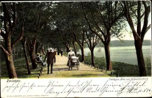Ak Zwickau in Sachsen, Crataegus Allee, Schwanenteich