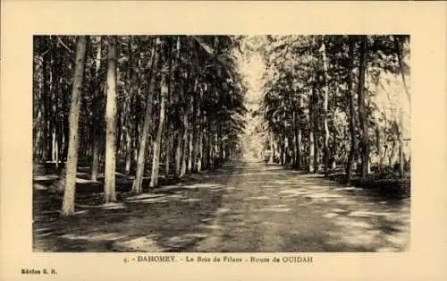 Ak Dahomey Benin, Waldweg, Baumalleen, Postkartenansicht, Route de OUIDAH