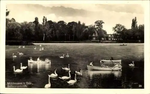 Ak Mühlhausen in Thüringen, Schwanenteich, Ruderboote