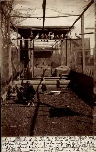 Foto Ak Blankenburg am Harz, Brieftaubenschlag, Hühner