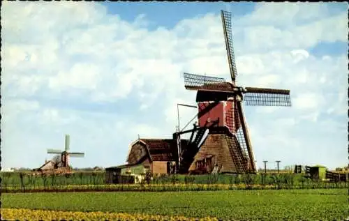 Ak Niederländische Windmühlen, Wiese