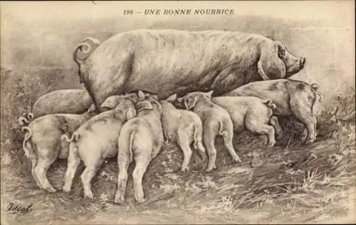 Künstler Ak Schweine, Jungtiere, Fütterung