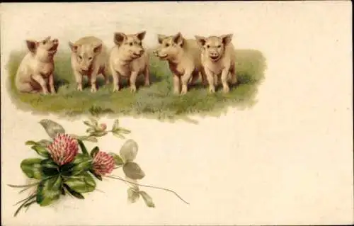 Litho Schweine auf der Wiese, Glücksklee