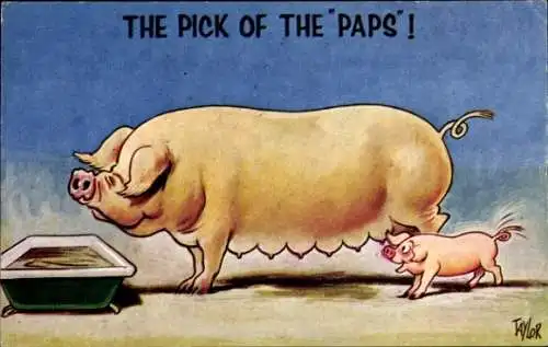 Künstler Ak Taylor, Schweine, Ferkel, Futtertrog