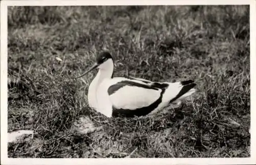 Ak Texel Nordholland Niederlande, Vorderseite: Schwarzweiße Abbildung eines Vogels (Kiebitz) i...