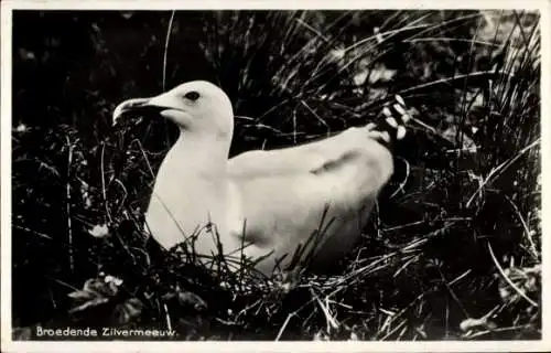 Ak Texel Nordholland Niederlande, Vliegkamp de Mok, Eine brütende Silbermöwe im Nest.