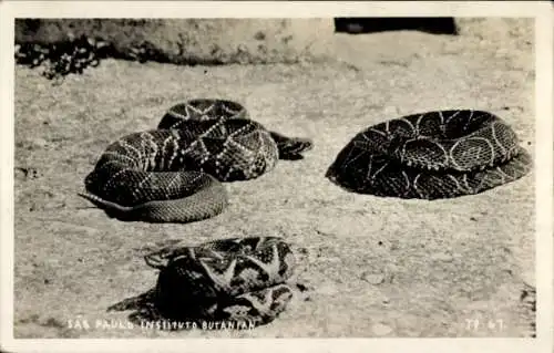 Ak São Paulo Brasilien, schwarz-weiße Fotografie von drei Schlangen auf Steinen