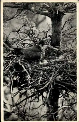 Ak Putten Gelderland, Vorderseite: Ein Baumfalke bewacht sein Nest mit drei Eiern.
