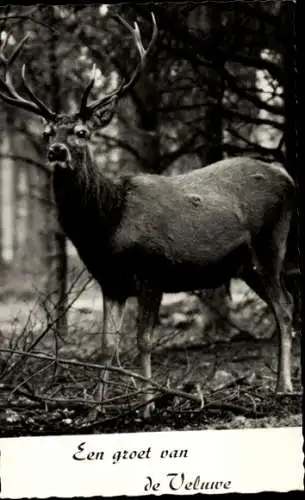 Ak Hoge Veluwe Gelderland Niederlande, Ein Gruß von der  Edelhirsch