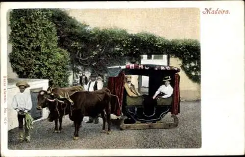 Ak Insel Madeira Portugal, Carro de bois, Ochsenschlitten