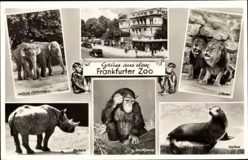 Ak Frankfurt Main, Zoologischer Garten, Elefanten, Löwen, Nashorn, Schimpanse