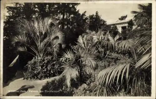 Ak Wörlitz in Anhalt, Wörlitzer Park, Palmen am Floratempel