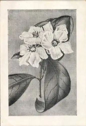 CPA Reklame, Digitaline Nativelle, Granules, Solution, Ampoules