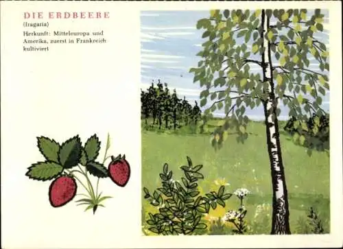 Künstler Ak Erdbeere, Superphosphat-Industrie, Reklame