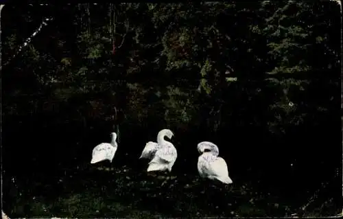 Ak Wolsztyn Wollstein in Posen, Vorderseite einer Postkarte mit drei Schwänen auf einer Wiese ...