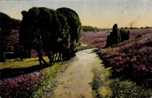 Ak Bispingen in der Lüneburger Heide, Wilseder Berg