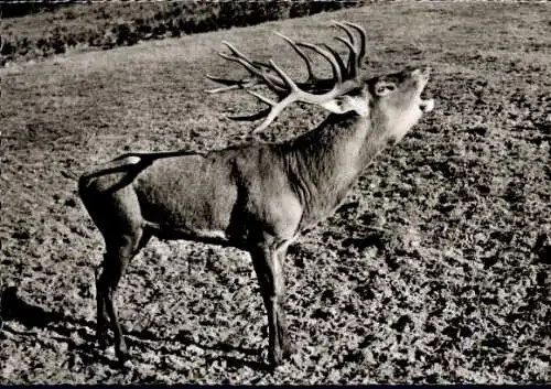 Ak Jagdhaus im Rothaargebirge Schmallenberg im Hochsauerland, Ein röhrender Edelhirsch im Hirs...
