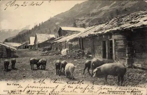 Ak Glion Montreux Kanton Waadt, Gruß von Glion mit Schweinen, Kühen und Häusern