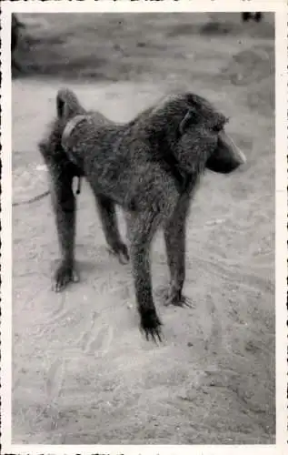 Foto Douala Duala Kamerun, Pavian