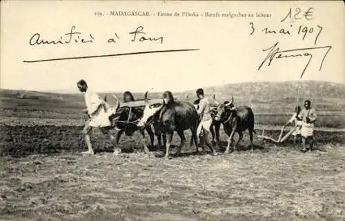Ak Madagaskar Madagascar, Ferme de l'Iboka, Boeufs malgaches au labour, 1907