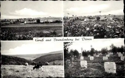 Ak Brandenberg Hürtgenwald in der Eifel, Vielseitige Landschaft, Kuhherde, Gräberstätte, Begrünte